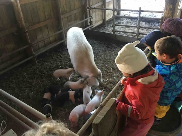 bambini in visita alla fattoria